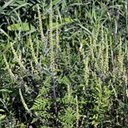 Ambrosia artemisiifolia