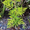 Ambrosia artemisiifolia