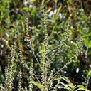 Ambrosia artemisiifolia