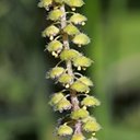 Ambrosia artemisiifolia