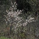 Amelanchier laevis