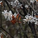Amelanchier laevis