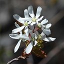 Amelanchier laevis