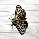 Apantesis virguncula
