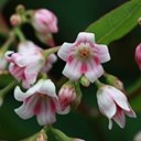 Apocynum androsaemifolium