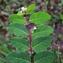 Apocynum androsaemifolium