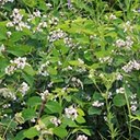 Apocynum androsaemifolium