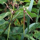 Apocynum androsaemifolium
