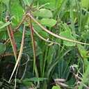 Apocynum androsaemifolium