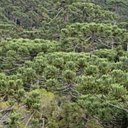 Araucaria moist forest
