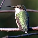 Archilochus colubris