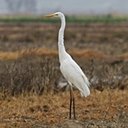 Ardea alba
