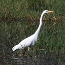 Ardea alba egretta
