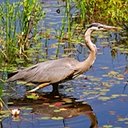 Ardea herodias