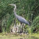 Ardea herodias