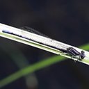 Argia fumipennis violacea