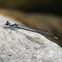 Argia moesta