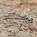 Argia moesta