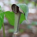 Arisaema triphyllum