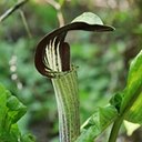 Arisaema triphyllum
