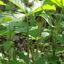Arisaema triphyllum