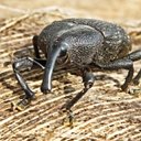 Arthropods