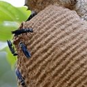 Arthropods