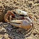 Arthropods
