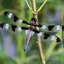 Arthropods