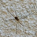 Arthropods