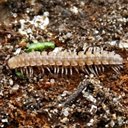 Arthropods