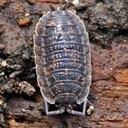 Arthropods