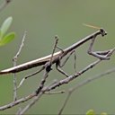 Arthropods