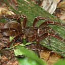 Arthropods