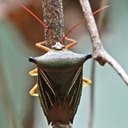 Arthropods