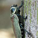 Arthropods