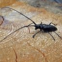 Arthropods