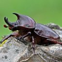 Arthropods