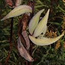 Asclepias syriaca