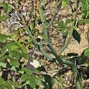 Asphodelus ramosus