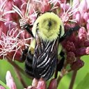 Bombus griseocollis