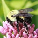 Bombus griseocollis