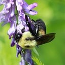 Bombus griseocollis