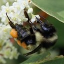 Bombus ternarius