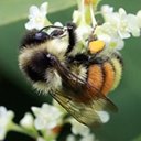 Bombus ternarius