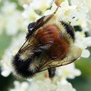 Bombus ternarius