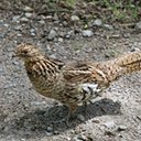Bonasa umbellus