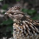 Bonasa umbellus