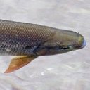 Brycon microlepis
