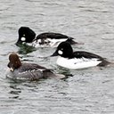 Bucephala clangula